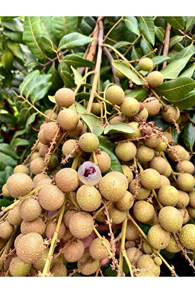 Longan Ejder Gözü Meyvesi ( 250gr )