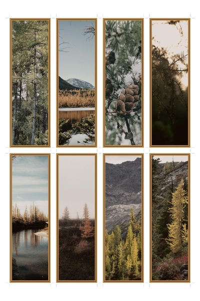 OEM Set 8 Semne de Carte cu Tematica Larix Boreal, Design Elegant, Carton Pre...