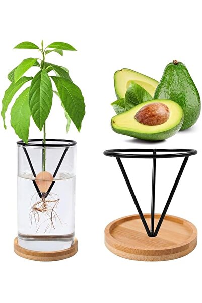 Yelajoy Avocado Tree Growing Kit with Wooden Base, Durable Clear Glass Seed S...
