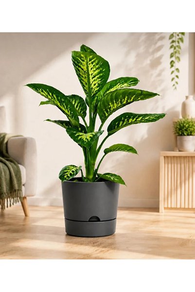 poliva home 9 Lt Tabaklı Drebajlı Plastik Saksı Beyaz ağız Çapı 24.5 Cm Yükse...