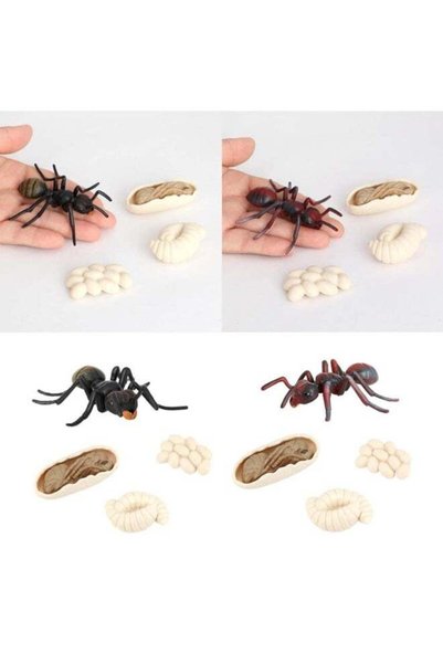 Generic Life Cycle Ant Educational Figure Set for Kids, Realistic Ant Growth ...