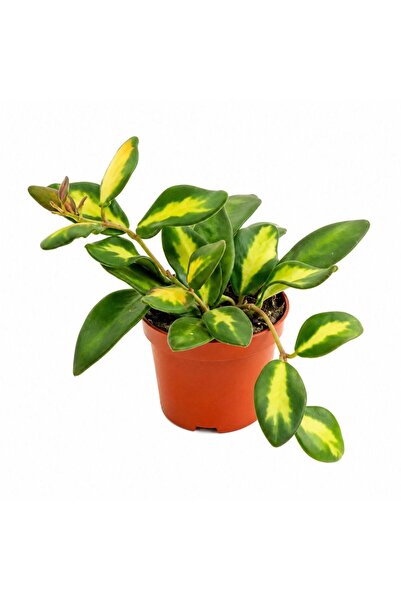 Serafina Hoya carnosa 'Tricolor', înălțime 15 cm