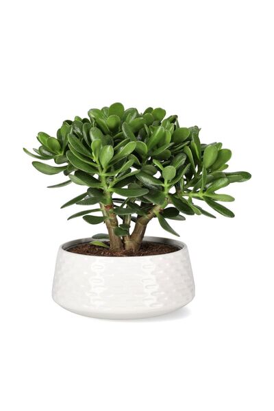 Serafina Τυχερό Τζάδ Τρι (Crassula ovata) σε πορσελάνινη γλάστρα, ύψος 50 εκ.