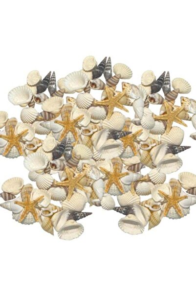 Generic Natural Sea Shells Assorted – Mixed Ocean Seashells & Starfish – 20+ ...