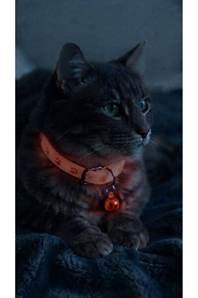 Kedi Tasma Gece Parlayan
