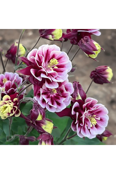 Bloom & Sow Seed بذور زهرة الكولومبين (أكويليجيا) البنفسجية البيضاء المزدوجة،...