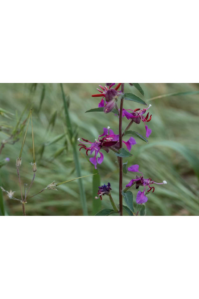 Bloom & Sow Seed Purple Gaura Seeds, Perennial Purple Wand Flower Seeds for G...