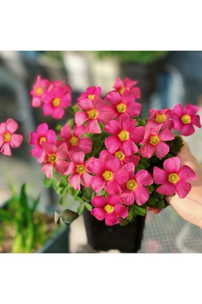 Bloom & Sow Seed بذور أوكساليس وردية اللون، بذور زهور متعددة الأزهار منخفضة ا...