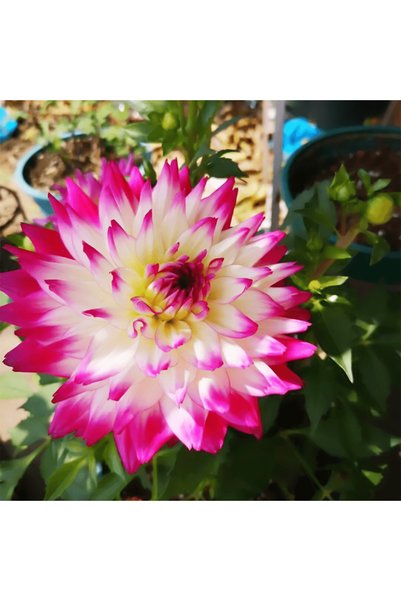 Bloom & Sow Seed بذور زهرة الداليا المزدوجة ذات الأطراف البيضاء والفوشيا، بذو...