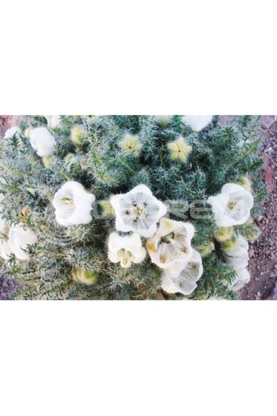 Bloom & Sow Seed بذور زهرة الصبار البيضاء، زهرة برية نادرة شائكة متعددة الأعو...