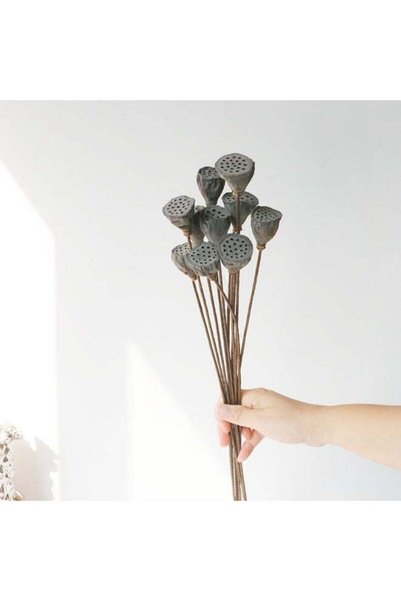 Generic 10 Pcs Natural Dried Natural Dried Flower Lotus Podsfor Wedding Home ...