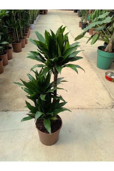 Çiçek Dracena compacta