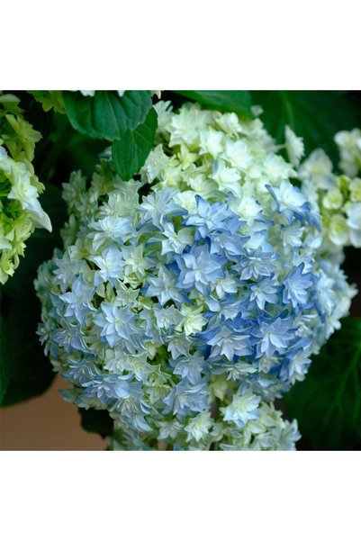 Bloom & Sow Seed بذور هيدرانجيا كبيرة ذات بتلات مزدوجة باللونين الأزرق والأبي...