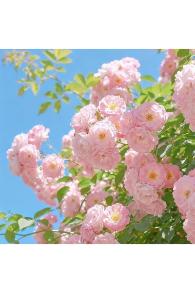 Bloom & Sow Seed بذور ورد متعدد الأزهار وردي فاتح 100 حبة، بذور زهور متسلقة م...