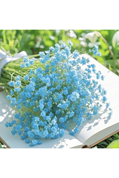Bloom & Sow Seed بذور زهور الجبسوفيليا الزرقاء، بذور زهور سنوية قابلة للقطع ل...