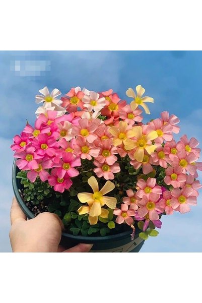 Bloom & Sow Seed بذور زهور الأوكساليس المختلطة، بذور نباتات متعددة الأزهار لت...