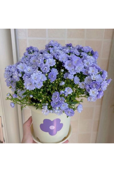 Bloom & Sow Seed Light Purple Double Petal Bellflower Campanula Seeds, Perenn...