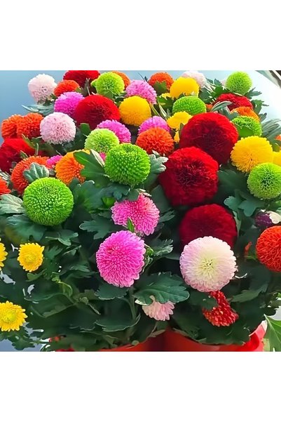 Bloom & Sow Seed بذور زهرة الأقحوان المختلطة 100 قطعة، بذور زهرة مزدوجة مستدي...