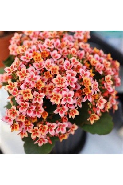 Bloom & Sow Seed بذور زهرة الكالانشوي ذات البتلة الواحدة باللون البرتقالي الأ...