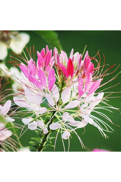 Bloom & Sow Seed بذور زهرة العنكبوت الوردية والبيضاء (كلوم)، بذور زهور حديقة ...