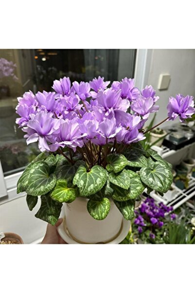 Bloom & Sow Seed بذور زهرة السايكلامين البنفسجية، بذور زهور شتوية داخلية متعد...