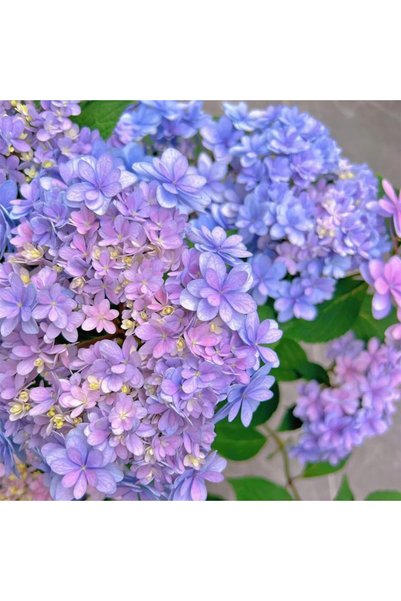 Bloom & Sow Seed بذور هيدرانجيا كبيرة ذات بتلات مزدوجة باللون الأرجواني الورد...