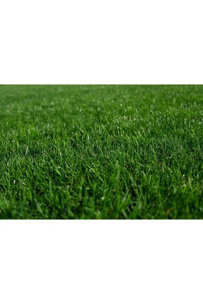 BARENBRUG Semințe de iarbă RPR 1KG