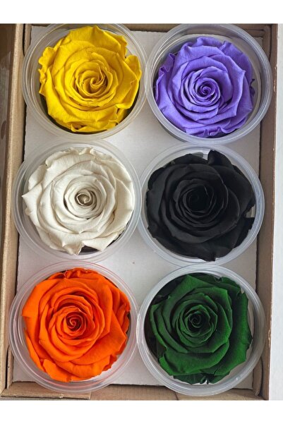 Rose Amor مجموعة صادمة مكونة من 6 ورود غير باهتة مقاس Xl بألوان مختلطة