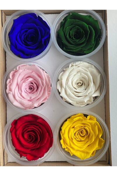 Rose Amor Şoklanmış 6'lı Karışık Xl Şoklanmış Solmayan Gül