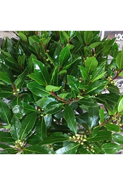 Mutlu Paket Tüplü Defne Ağacı (laurus Nobilis) Fidanı (80-120 Cm) Büyük Saksı