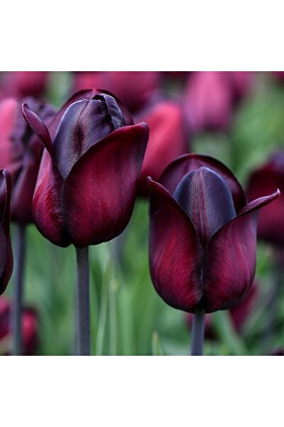 LOBELYA TOHUMCULUK 5 Adet Gece Mor Renkli Ithal Lale Çiçeği Soğanı