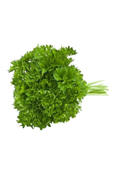 Sebze Meyve Dünyası Frenk Maydanoz (demet)