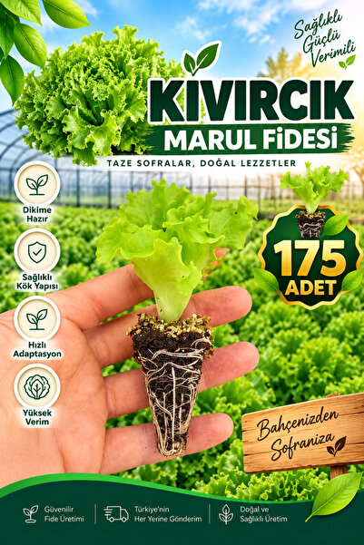 Aksu Fide 175 Adet Kıvırcık Marul Fidesi
