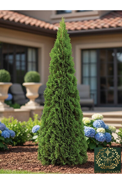YILDIZ BOTANİK Smargat Mazı Fidanı Thuja Occidentalis Smaragd Çam Ağacı 40-50 CM