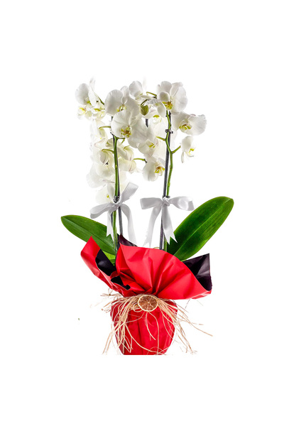 Fidanburada Beyaz Orkide - Hediye Paketli - White Orchid