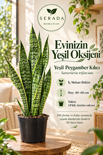 serada decor & plant Kılıç Çiçeği Paşa Kılıcı 40-60cm Peygamber Kılıcı Ev Bit...