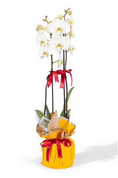 Sarı Kağıtla Süslü Çift Dal Beyaz Orkide – 60–70 cm
