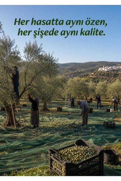 Olivisimo Erken Hasat Soğuk Sıkım Natürel Sızma Zeytinyağı Deneme Boyu 10 Ml x 50 Adet