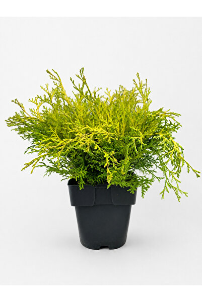 OEM Chamaecyparis obtusa 'Kamarachiba' – Γλάστρα 2,5 λίτρων