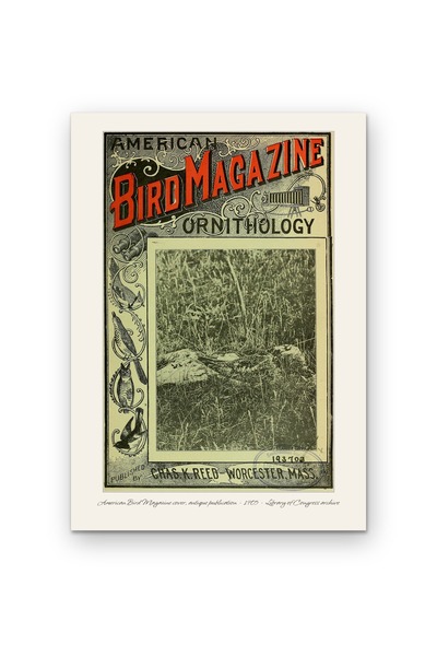 OEM Cardboard Poster 250g A4, Original Cover American Bird Magazine 1905, Vin...