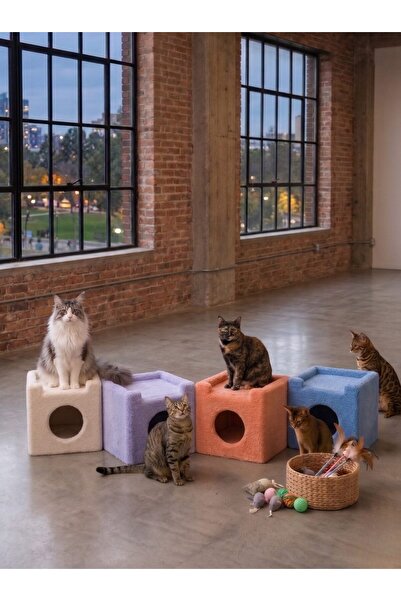 Paris Kedi Evi Karışık Renk