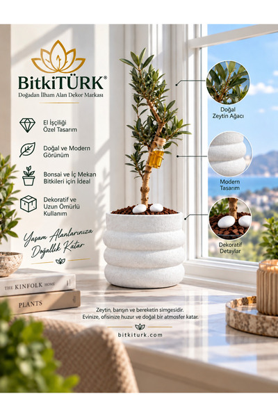 BitkiTÜRK Doğal Zeytin Ağacı Bonsai Beton Saksı Dekoratif Saksı İç Mekan Ev Ofis Masaüstü Bitkisi