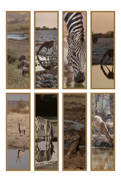 OEM Set 8 Semne de Carte Tematica Ochi de Apa din Savana, Ilustratii Salbatic...
