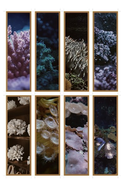 OEM Semne de Carte Set de 8 Bucăți, Tematică Gheață de Coral, Design Elegant,...