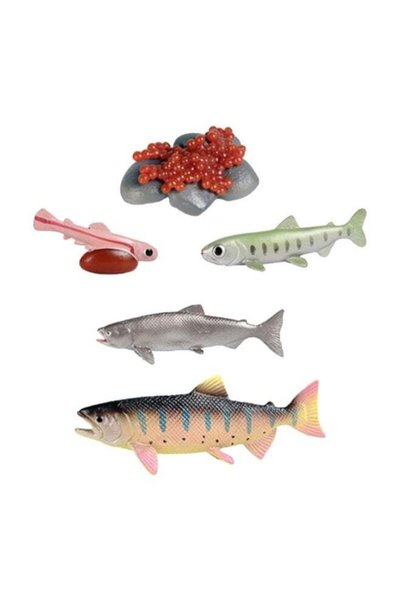 Generic Life Cycle Salmon Educational Figure Set for Kids, Realistic Fish Gro...