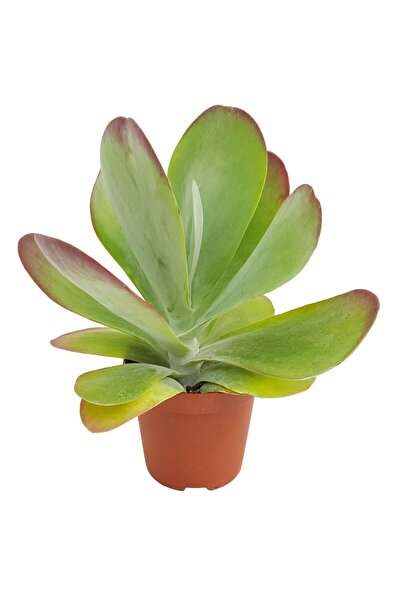 Serafina Kalanchoe Thyrsiflora, H 15 cm