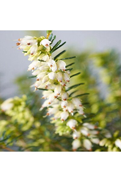 Serafina Erica Stuarti Mix, H 25–30 cm