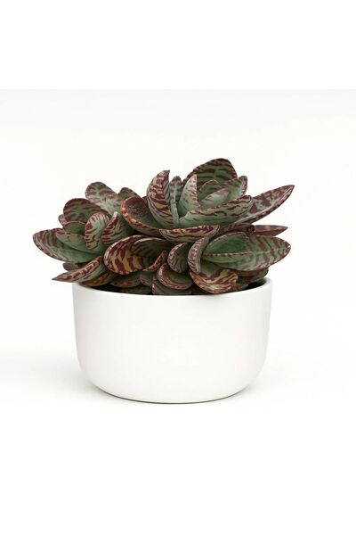 Serafina Kalanchoe Humilis Surprise, H 30 cm