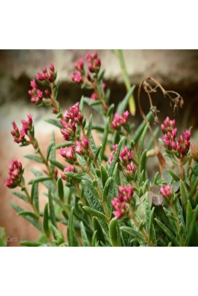 Serafina Crassula schmidtii, înălțime 15 cm