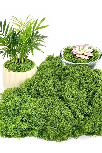 Generic 100g Fake Moss for Plants Indoor,Fake Moss for Crafts Preserved for D...